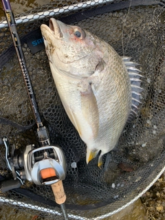 キビレの釣果