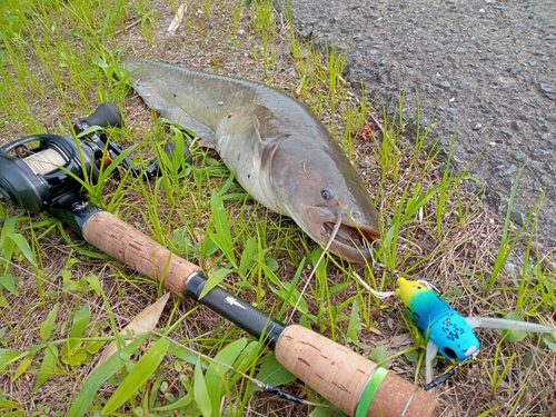 ナマズの釣果