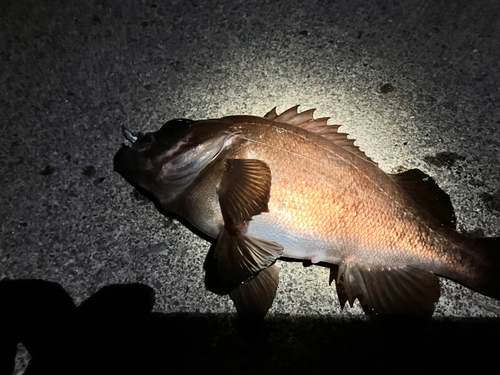 メバルの釣果