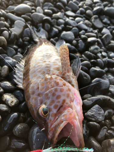 オオモンハタの釣果