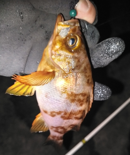 メバルの釣果