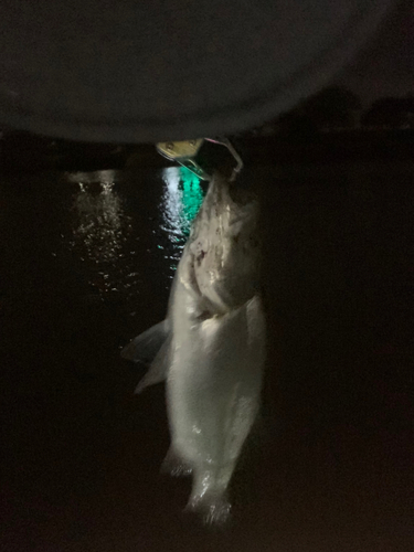 セイゴ（ヒラスズキ）の釣果