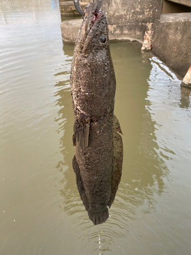 ライギョの釣果