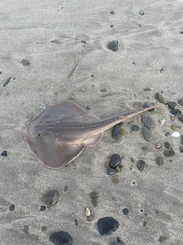 エイの釣果