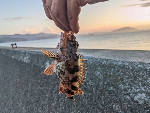 カサゴの釣果