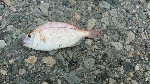 マダイの釣果