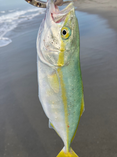 ワカシの釣果