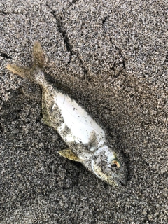 ショゴの釣果