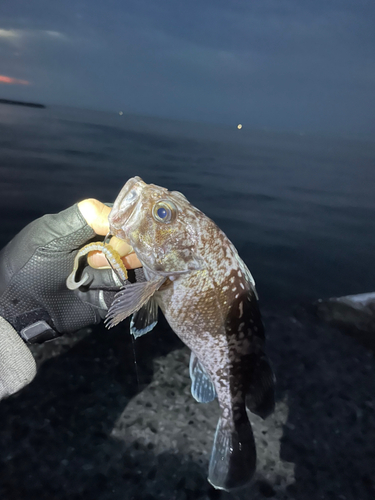 マゾイの釣果