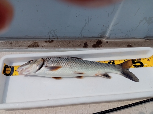 ニゴイの釣果