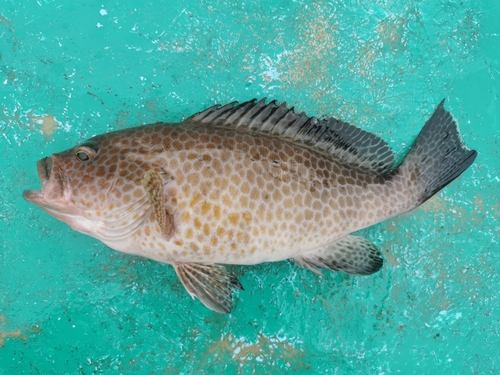 オオモンハタの釣果