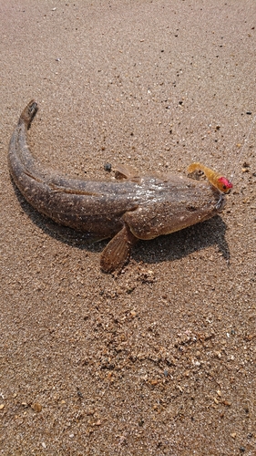 マゴチの釣果