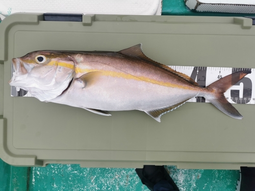 ネイリの釣果