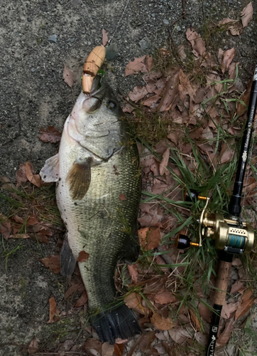 ブラックバスの釣果