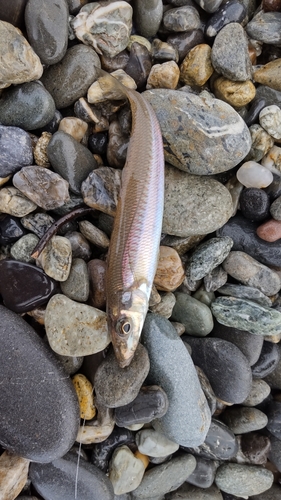 シロギスの釣果