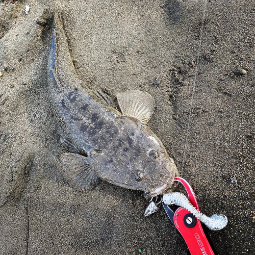 マゴチの釣果