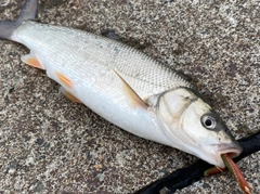 ウグイの釣果