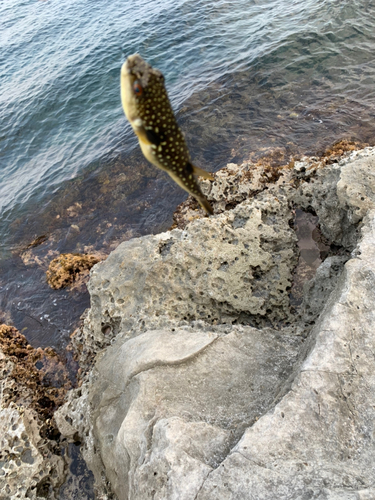 フグの釣果