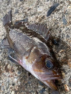 エゾメバルの釣果