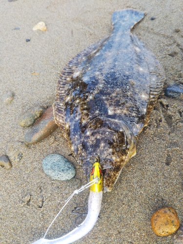 ソゲの釣果