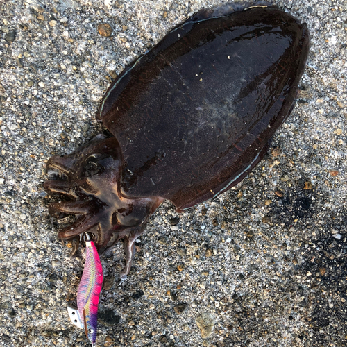 モンゴウイカの釣果