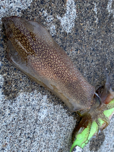 マメイカの釣果