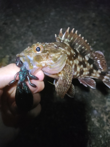 タケノコメバルの釣果