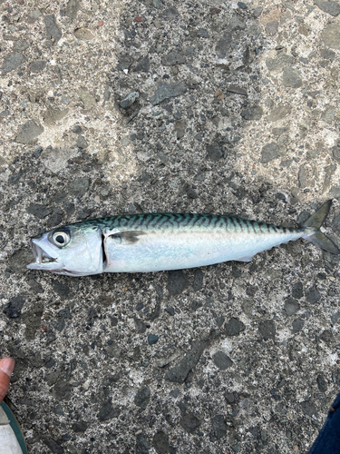 サバの釣果