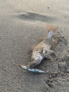 セイゴ（ヒラスズキ）の釣果