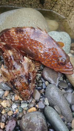 キジハタの釣果