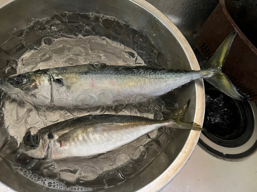 サバの釣果