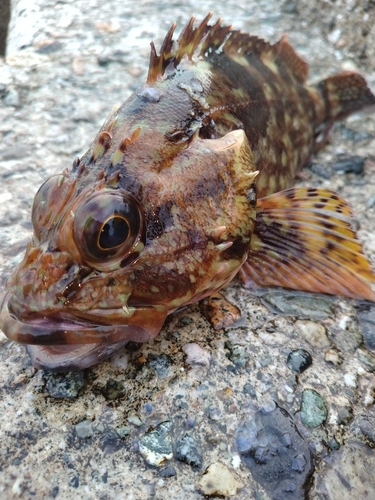 カサゴの釣果