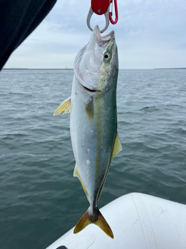 イナダの釣果