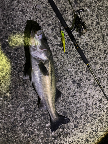 シーバスの釣果