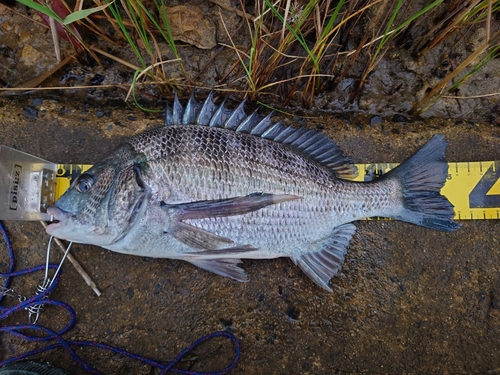 クロダイの釣果