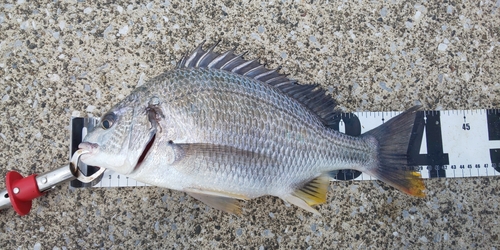 キビレの釣果