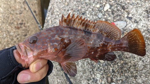 キジハタの釣果