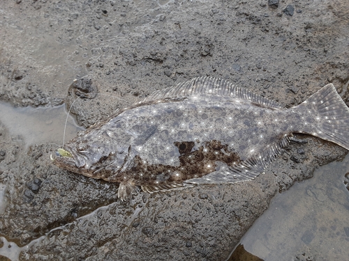 ヒラメの釣果