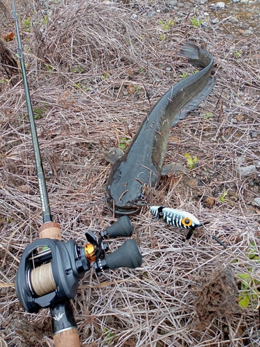 ナマズの釣果