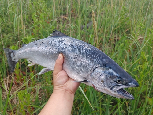 サクラマスの釣果