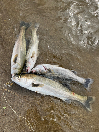 シーバスの釣果