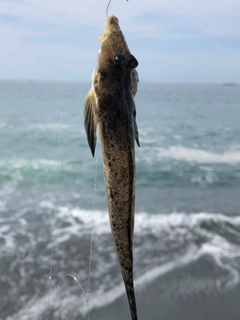 メゴチの釣果