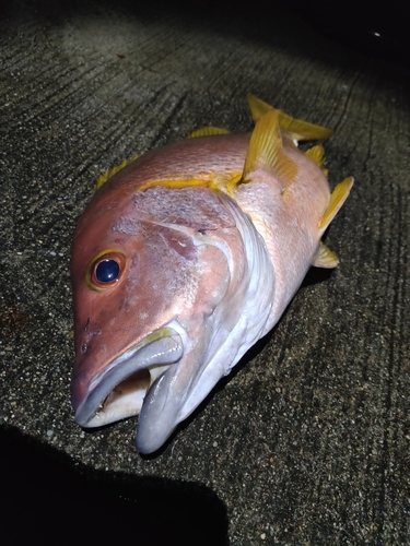 シブダイの釣果