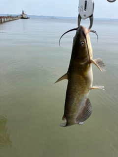 アメリカナマズの釣果