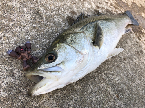 スズキの釣果