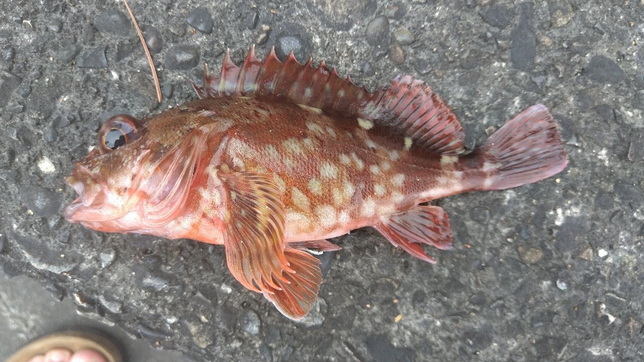 カサゴ