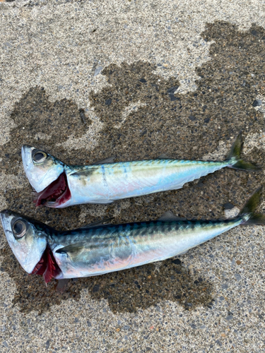 サバの釣果