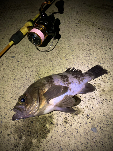 シロメバルの釣果