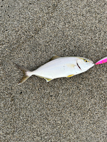 ショゴの釣果