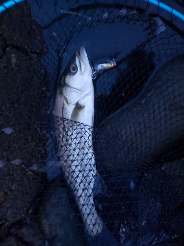 セイゴ（マルスズキ）の釣果